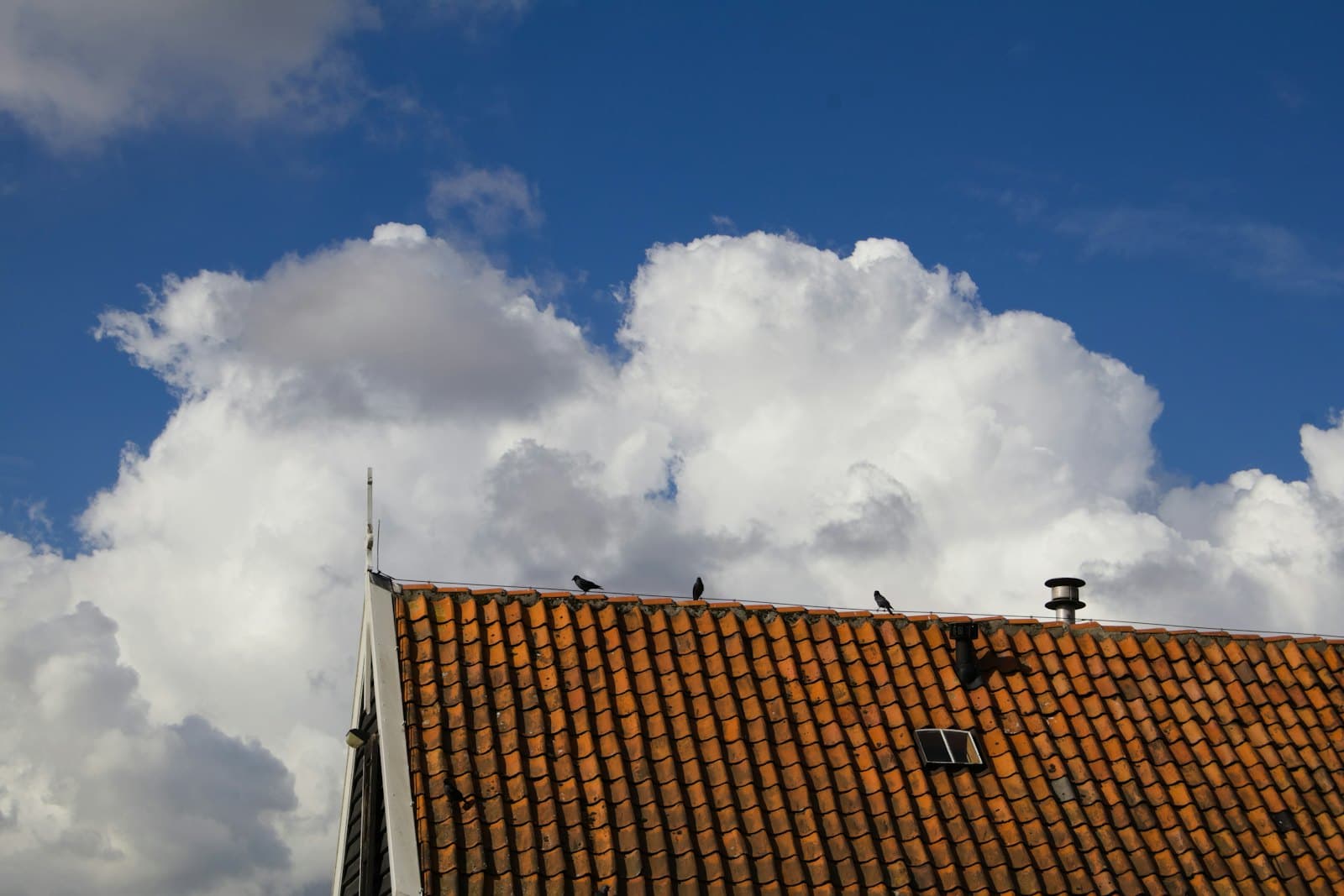 Drie vogels op de nok van een oud pannendak met verweerde rode dakpannen, onder een Hollandse lucht met stapelwolken